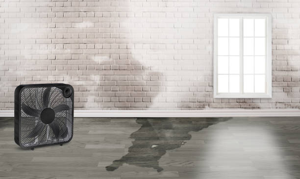 Best Water damage restoration near me  in St Anthony, ID